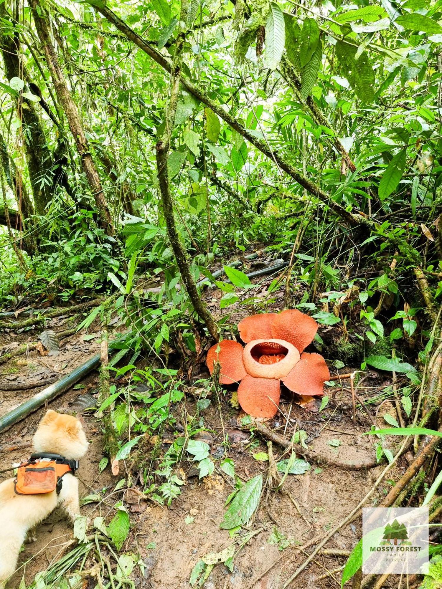 Mossy Forest Family Retreat Ii, 2-8 Pax, Cameron Highlands Esterno foto