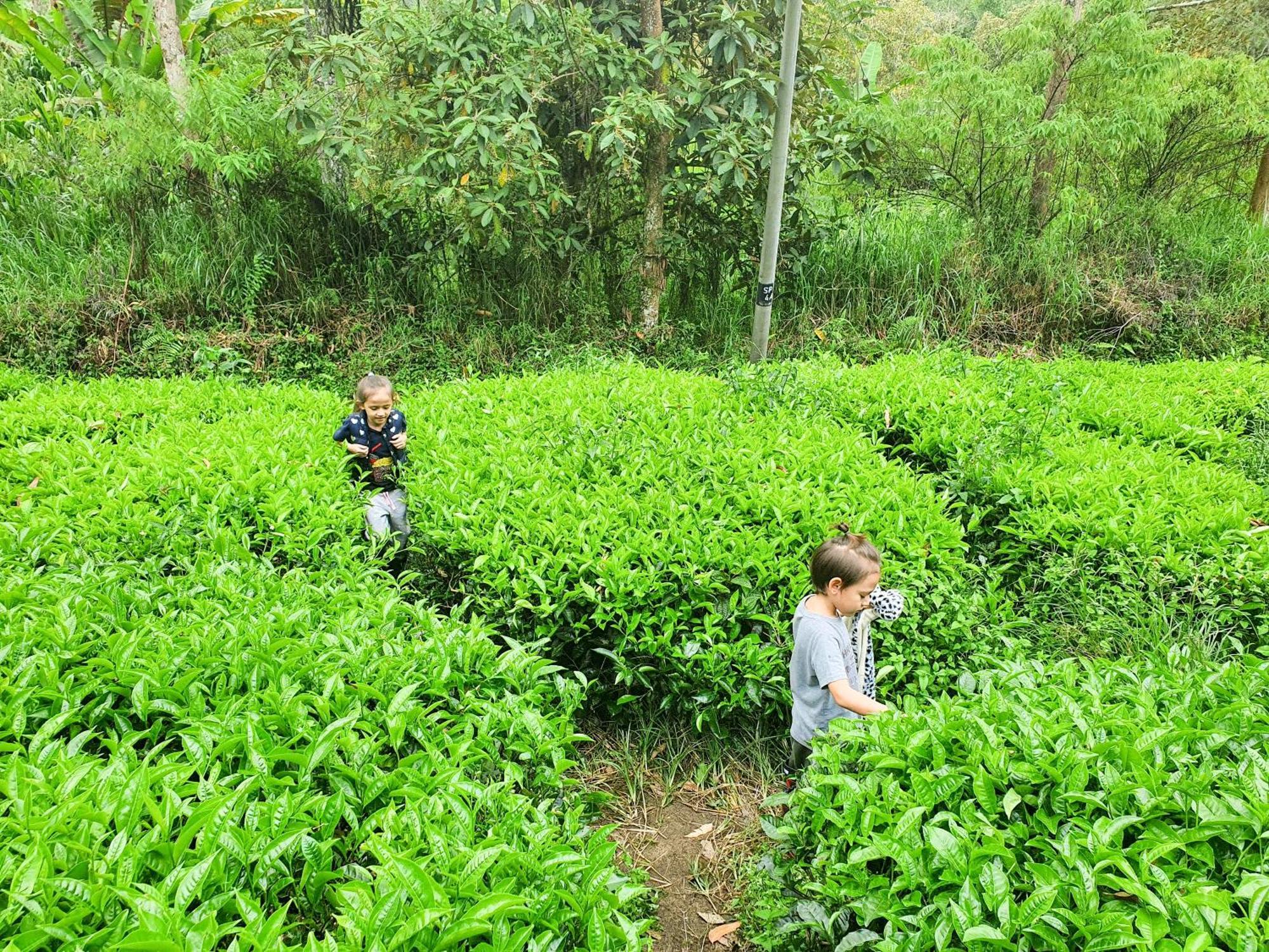 Mossy Forest Family Retreat Ii, 2-8 Pax, Cameron Highlands Esterno foto